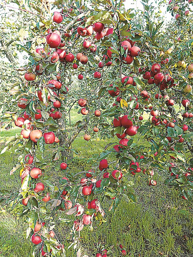 Доколко условията на дадено място са подходящи за отглеждане на ябълкови дървета, най-добре се преценява по това дали в съседство има насаждения или единични дървета.