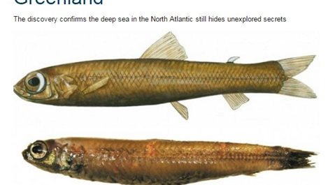 Нов вид риба откриха край бреговете на Гренландия