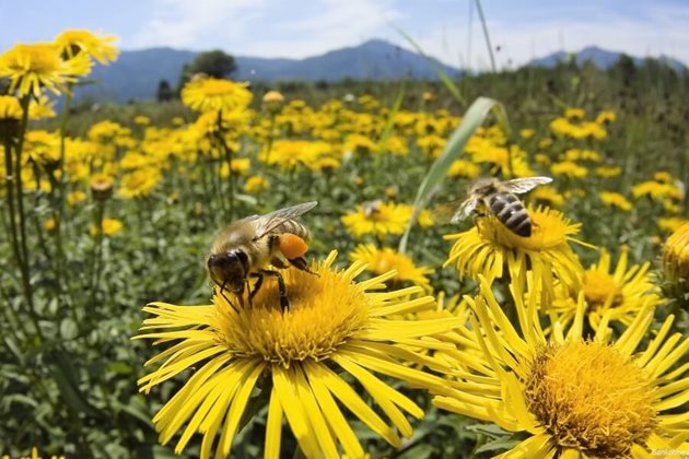 Семействата, чиито майки са отгледани при наличие на разновъзрастово пило, са имали пчели с дължина на хоботчето 6,80 мм и са събирали по 48,8 кг мед.