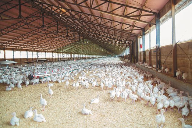 Прогнозира се потреблението на птиче месо да се увеличи в световен мащаб до 145 милиона тона до 2029 г., се казва в доклад на ФАО.