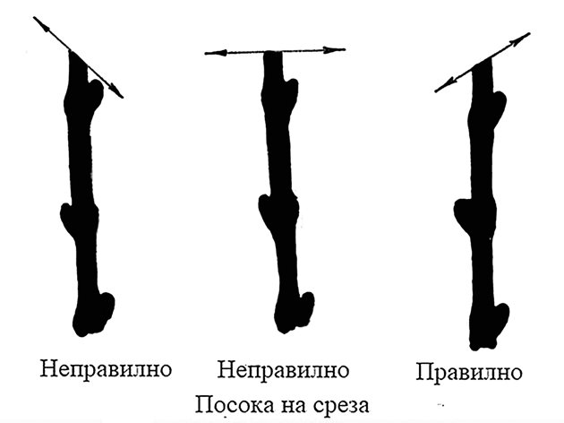 Вижте кое е правилно