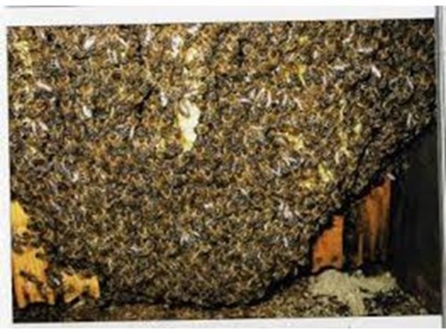 В слабите семейства, за да се реализира повече топлина, всека пчела консумира повече мед, което естествено довежда до препълване на червото с екскременти. Вследствие от това се получава разпадане на кълбото, диария и загиване на пчелното семейство.