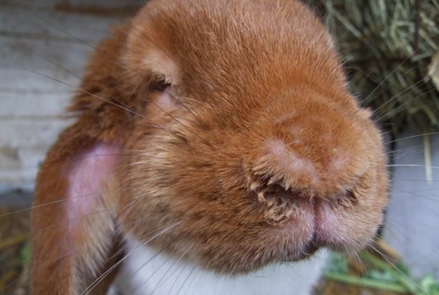 Зайците дишат през носа и затова трябва да вземете мерки да не се запушва от хрема
