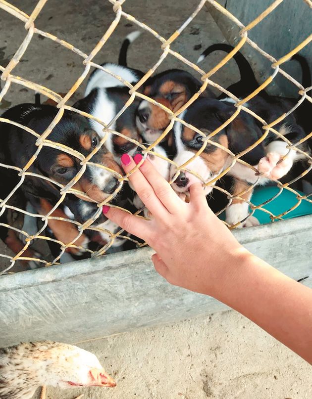 Палетата на ловджийските кучета са най-малките обитатели на стопанството в момента
СНИМКА: МОМЧИЛ МИКОВ