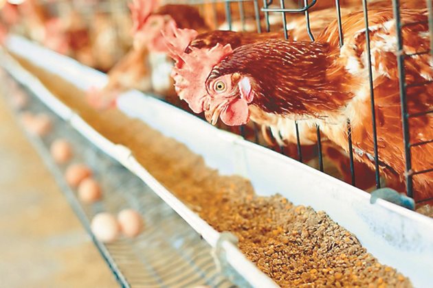 Производството на домашни птици включва превръщане на фуража в месо или яйца, но с високите разходи за фураж рентабилността е под натиск.