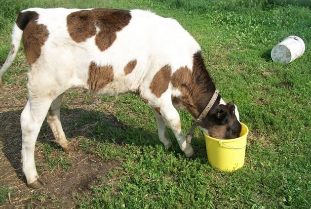 Докато е малко телето, пиенето на мляко и/или вода от ниско поставена кофа може да доведе до проблеми с храносмилането. Затова поставяйте кофата по-високо.