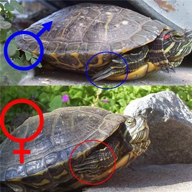 Основните разлики между мъжките и женските екземпляри: женските костенурки са по-големи и имат къса опашка. При женските клоаката е по-близо до основата на опашката. Косвен признак са ноктите на краката - те са по-дълги и по-извити при мъжките. Мъжките имат леко вдлъбнат нагръдник, който му помага по време на чифтосване.