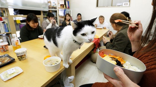 Редица офиси в Токио поощряват служителите си да водят котките си на работното място, за да се хранят заедно и да намалят нивото на стрес.