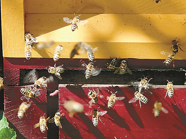 Подхранването трябва да се прекрати преди очакваното последно облитане на пчелите, което поради по-топлото време все още се наблюдава активно.