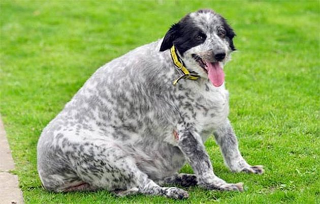 Дебелата 7 годишна Каси тежи 58 кг и е най-дебелото куче от породата Бордерколи за възрастта сив света, според Световните рекорди на Гинес. Тя живее в британското градче Кенилуърт, Уоруикшир