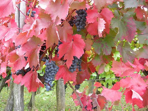 Възстановяват стари български сортове грозде