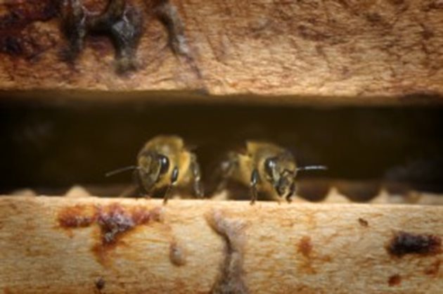 Най-добре е начинаещият пчелар да започне дейността си с 3-6 семейства пчели, съветват специалистите. Така процесът на овладяване на технологията за грижи за пчелите ще бъде органично свързан с по-нататъшния растеж на пчелина.