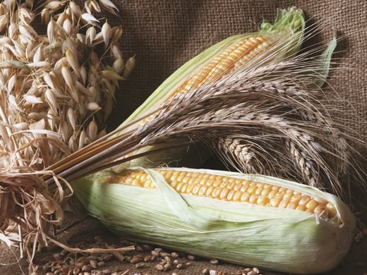 Мексико потвърди забраната за внос на ГМО царевица от 2024 г.