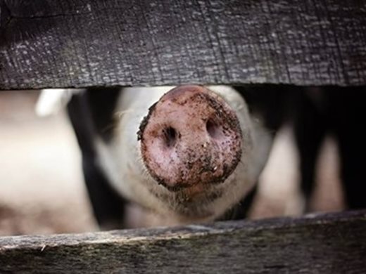 Потвърдено: Първи случай на африканска чума по свинете в България
