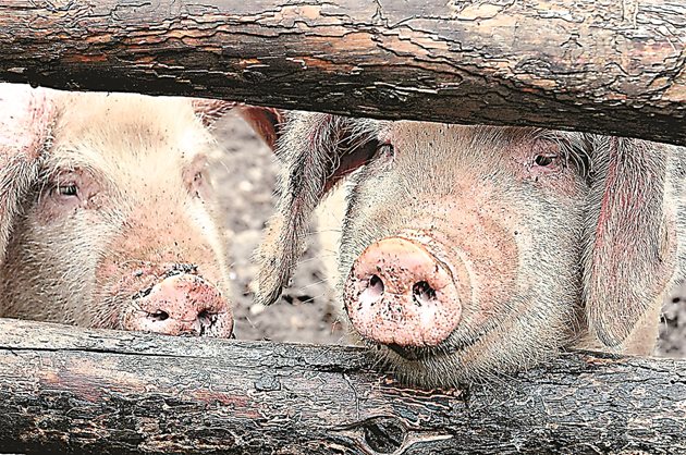 Класическата чума по свинете е едно от най-опасните инфекциозни заболявания при свинете