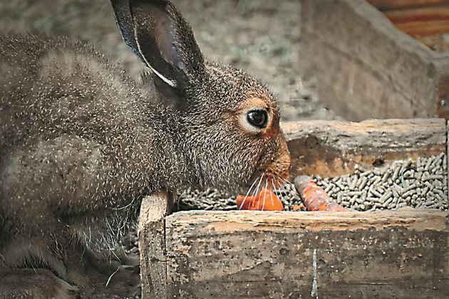 Зайците с удоволствие ядат гранулите, получавайки всички необходими витамини и минерали – по 20 грама / глава на ден. За целия период на угояване един заек ще се нуждае от приблизително 1,8 кг премикс, т.е. само 2 опаковки.