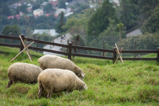 Преминавайте постепенно от оборно към пасищно отглеждане на овцете Снимка: Freepik