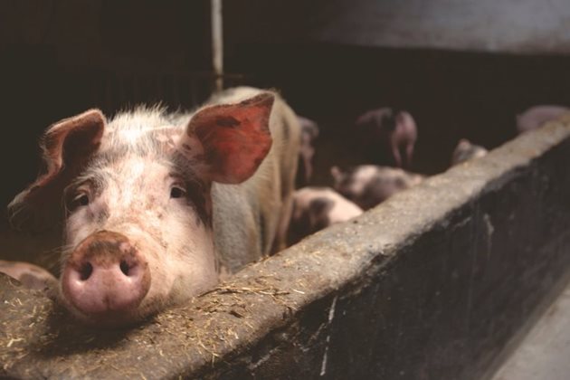 Към момента няма нови регистрирани огнища на африканска чума по свинете в област Русе