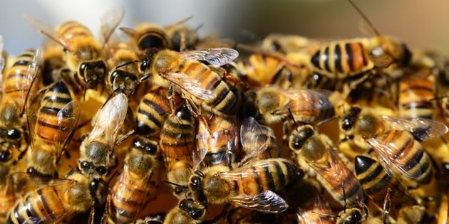 Ако при зимуването пчелите са разположени на пълни с мед килийки, насекомите губят около 3 пъти повече топлина, отколкото при кълбо, поместено на участъци от празни пити