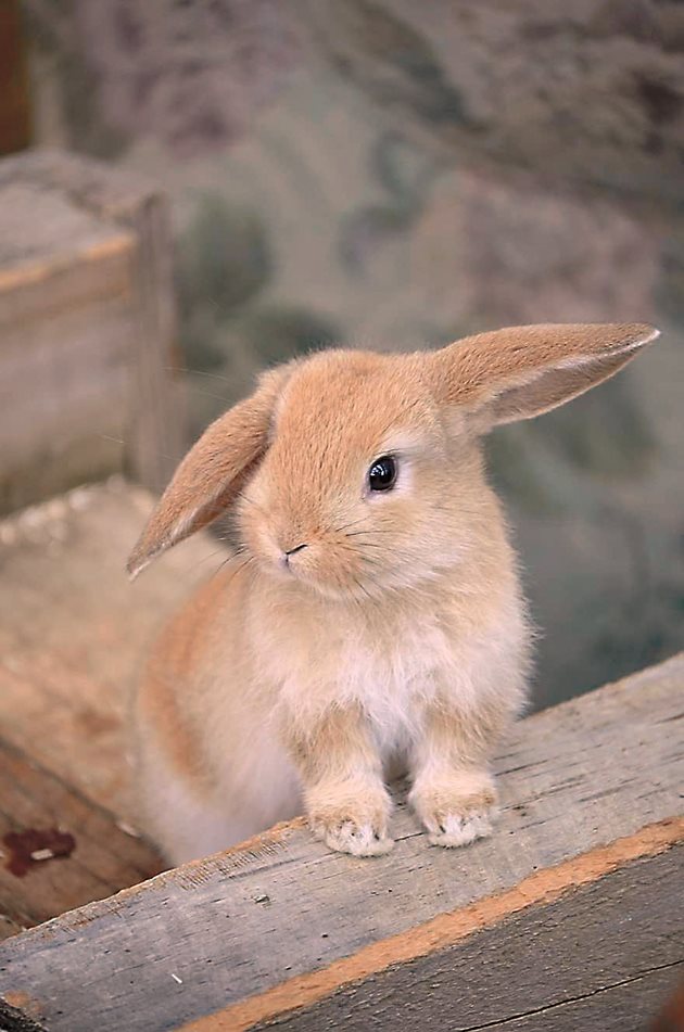 При недостиг на протеин във фуража малките растат по-бавно, а зайците за угояване не наддават на теглото, което биха могли да покажат при балансирана диета.