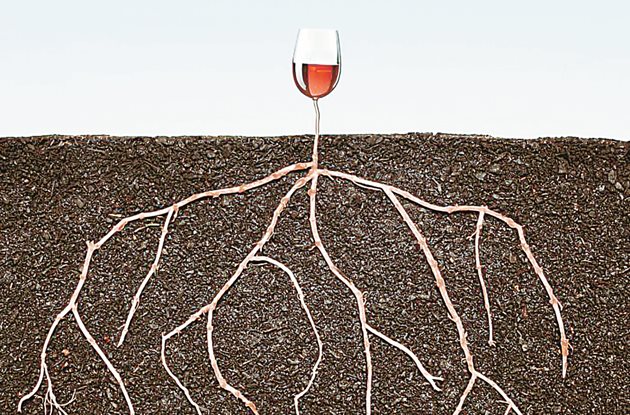 Така елитни винарски списания обясняват връзката между виното и почвата