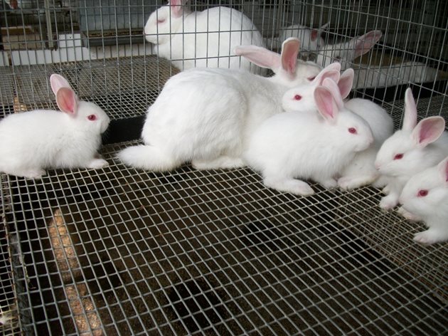 В зайцефермите на Западна Европа за отглеждането на 3 000 зайци (370 майки) са необходими само 25-30 работни часа на седмица.