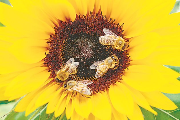  Повече от два милиона търговски колонии пчели се използват годишно за опрашване на близо 20 култури по целия свят