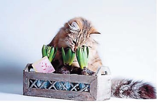 Когато котката изпитва недостиг на растителна храна, тя атакува стайните цветя