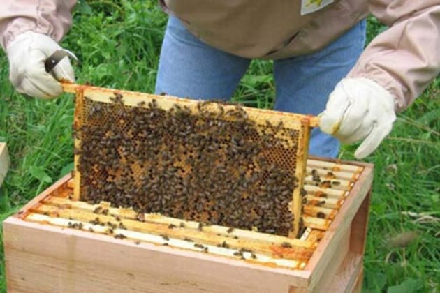 Някои от питите със запечатан мед може да се центрофугират или да се оставят като резерв за следващата година.