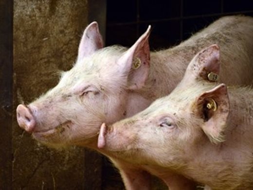 Огнище на африканска чума по свинете е открито в Пловдив