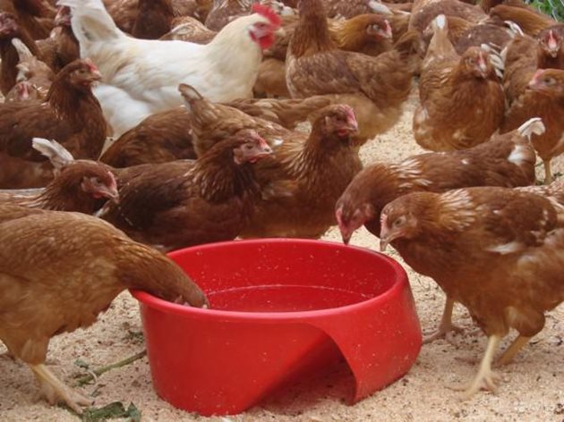 Осигурете на кокошките чиста прясна вода за пиене