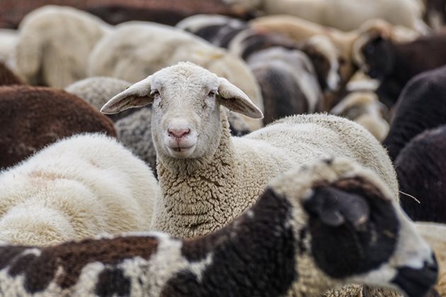 Овце СНИМКА: Pixabay