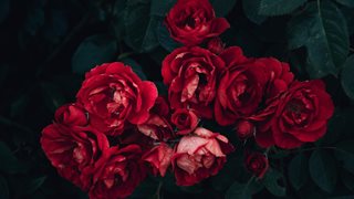 5 професионални съвета за подрязване на рози, без да ги повредим