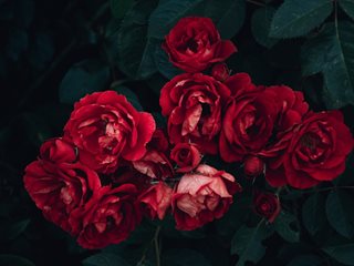 5 професионални съвета за подрязване на рози, без да ги повредим