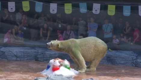 Ледени деликатеси за рождения ден на полярна мечка (видео)