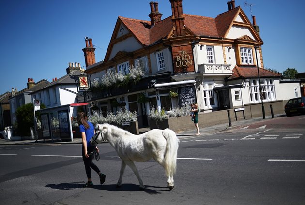 Британка разхожда пони от конюшня в Тедингтън по улиците в програма, наречена “Малко пони на твоя прозорец”. Тя спира пред къщи, за да се порадват хората на кончето, докато са затворени у дома.