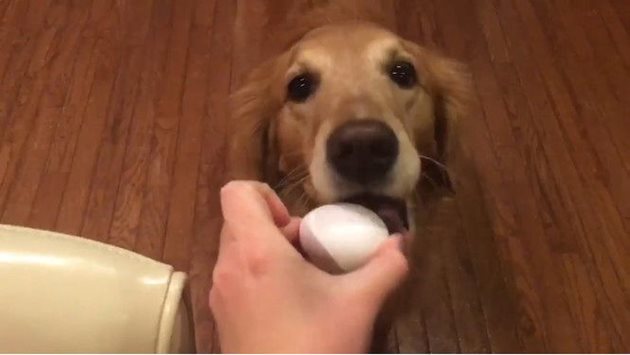 Кучетата много обичат яйца