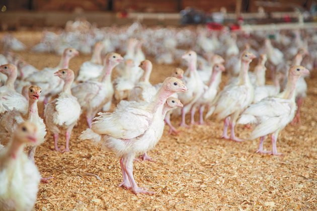 Предимството да приготвяте сами храна за пилетата е използването на отпадъци от градината - съставът на диетата няма да се влоши, а ще намалите разходите за хранене.