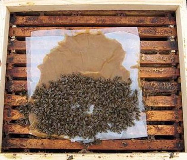 Пчелите се подхранват и в люта зима. Най-добре е това да не се налага. Няма да се наложи, ако са зазимени както трябва с чист нектарен мед и достъпът им до него е осигурен