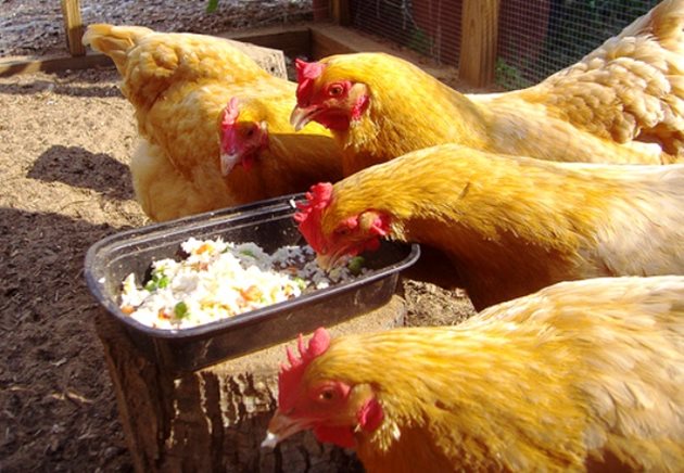 По време на линеенето хранете кокошките с пълноценни дажби, богати на белтъчини