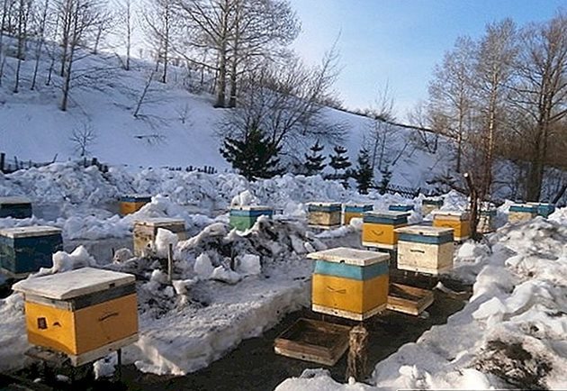 През зимата понякога влажността на въздуха е много висока, получава се пренасищане с водни пари, в резултат на което могат да измрат много пчели.