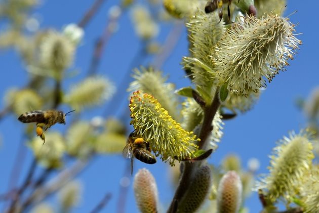 Дивите пчели служат като „застраховка“ – стабилизират добивите и могат да заместят домашните пчели в случай на разко намаляване на числеността им или при трудности при наемането на кошери.
