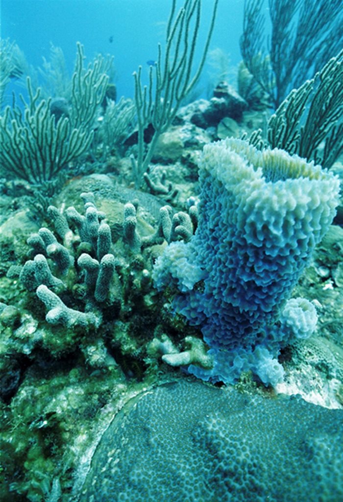 Коралите се обезцветяват от жегата.