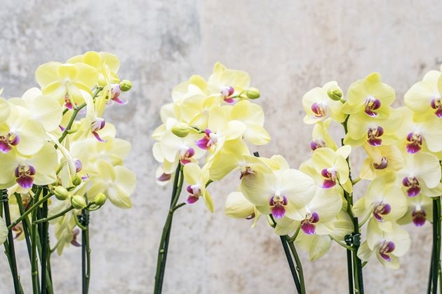 Орхидеи Снимка pixabay