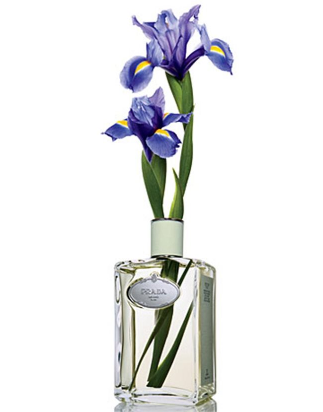 Етеричното масло от ирис е една от най-скъпите съставки в парфюмите. 