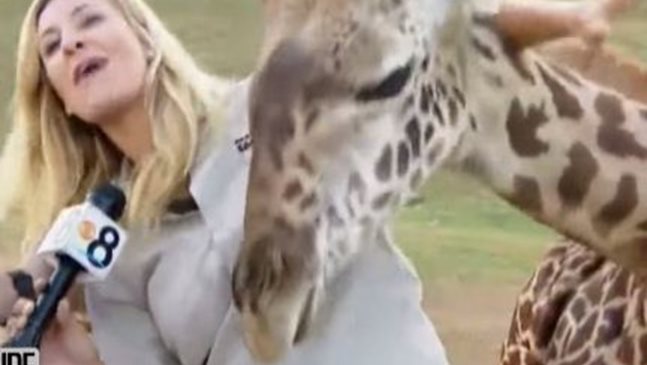 Бебе жираф разцелува репортерка по време на жив ефир (Видео)