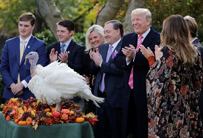 Президентът на САЩ Доналд Тръмп използва правомощията си да помилва осъдени на смърт, за да спаси от фурната двойка пуйки в навечерието на Деня на благодарността Снимки: Ройтерс