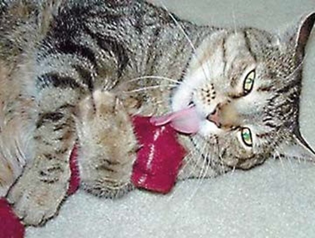 Някои котки направо се вманиачават да крадат чорапи (предпочитат мръсни!) и да ги гризат