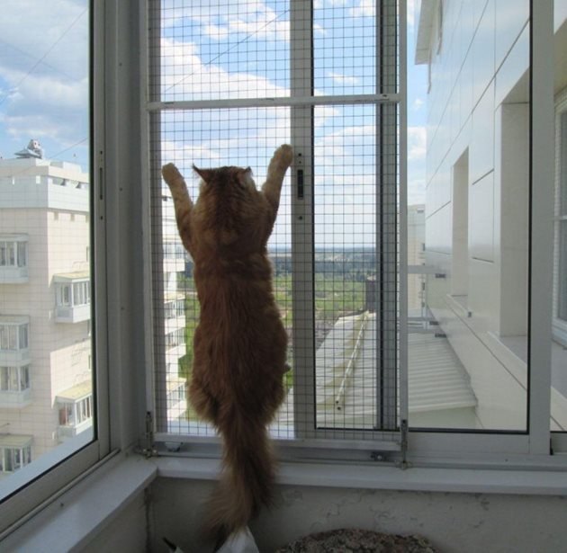 Свикналата на лятна свобода котка се мъчи да излезе навън

