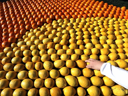 Веригите искат вето за тавана на цени, но за седмица лимоните поскъпнаха с 50%